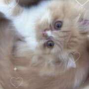 ヒメ日記 2025/07/11 13:43 投稿 きあ コスプレアカデミー