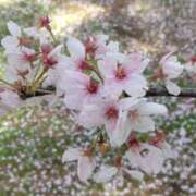 ヒメ日記 2025/04/04 13:28 投稿 さつき 進撃の妻