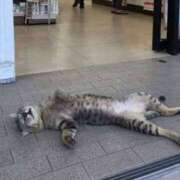 ヒメ日記 2025/08/01 10:30 投稿 さやか アイムシェイク