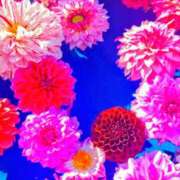 ヒメ日記 2026/02/12 19:49 投稿 さやか アイムシェイク