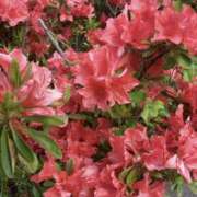 ヒメ日記 2025/04/24 08:05 投稿 ゆうみ 東京人妻セレブリティ（ユメオト）