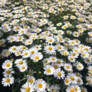 ヒメ日記 2025/05/13 09:42 投稿 ゆうみ 東京人妻セレブリティ（ユメオト）