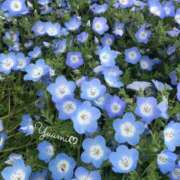 ヒメ日記 2025/05/22 09:24 投稿 ゆうみ 東京人妻セレブリティ（ユメオト）