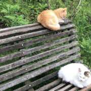 ヒメ日記 2025/05/28 09:27 投稿 ゆうみ 東京人妻セレブリティ（ユメオト）