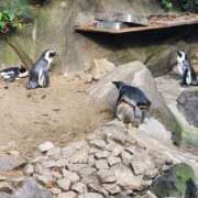 ヒメ日記 2025/10/03 08:47 投稿 ゆうみ 東京人妻セレブリティ（ユメオト）