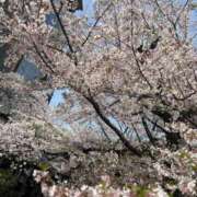 ヒメ日記 2025/04/15 12:57 投稿 冴島　ゆらは エテルナ京都