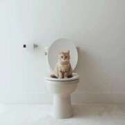 ヒメ日記 2025/10/02 05:12 投稿 ひかり お姉京都