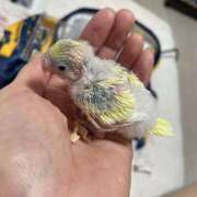 ヒメ日記 2025/01/12 09:45 投稿 かすみ セレブクエスト-omiya-