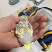 ヒメ日記 2025/01/12 20:50 投稿 かすみ セレブクエスト-omiya-