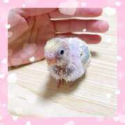 ヒメ日記 2025/01/14 09:35 投稿 かすみ セレブクエスト-omiya-