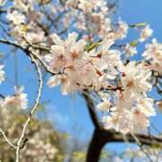 ヒメ日記 2025/03/28 17:05 投稿 さくら 完熟ばなな新宿