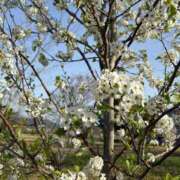 ヒメ日記 2026/04/07 13:21 投稿 さり 恋のうた