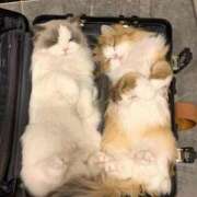 ヒメ日記 2025/07/05 16:34 投稿 しの リッチドールパート2梅田店