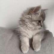 ヒメ日記 2025/09/15 08:40 投稿 しの リッチドールパート2梅田店