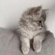 ヒメ日記 2025/09/15 08:55 投稿 しの リッチドールパート2梅田店