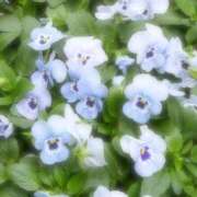 ヒメ日記 2024/12/07 23:01 投稿 寺島まひる ABC 岩手ソープ