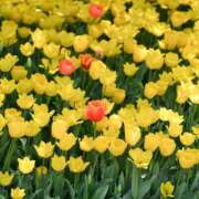 ヒメ日記 2024/12/08 12:16 投稿 寺島まひる ABC 岩手ソープ