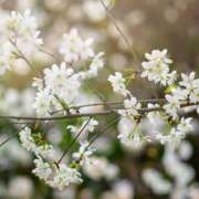 ヒメ日記 2024/12/10 12:16 投稿 寺島まひる ABC 岩手ソープ