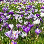 ヒメ日記 2024/12/11 23:01 投稿 寺島まひる ABC 岩手ソープ