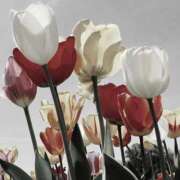 ヒメ日記 2024/12/12 12:16 投稿 寺島まひる ABC 岩手ソープ