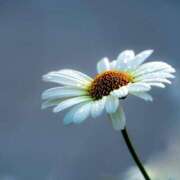 ヒメ日記 2024/12/16 22:31 投稿 寺島まひる ABC 岩手ソープ