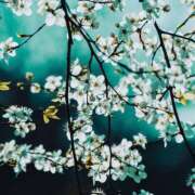 ヒメ日記 2024/12/17 17:46 投稿 寺島まひる ABC 岩手ソープ