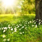 ヒメ日記 2024/12/19 12:31 投稿 寺島まひる ABC 岩手ソープ