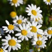 ヒメ日記 2024/12/28 00:31 投稿 寺島まひる ABC 岩手ソープ