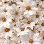 ヒメ日記 2025/01/16 12:01 投稿 寺島まひる ABC 岩手ソープ