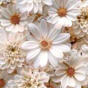 ヒメ日記 2025/01/24 21:46 投稿 寺島まひる ABC 岩手ソープ