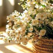 ヒメ日記 2025/01/28 05:16 投稿 寺島まひる ABC 岩手ソープ