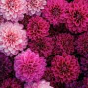 ヒメ日記 2025/02/10 18:16 投稿 寺島まひる ABC 岩手ソープ