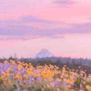 ヒメ日記 2025/03/20 06:31 投稿 寺島まひる ABC 岩手ソープ