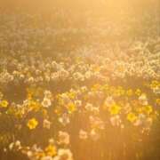 ヒメ日記 2025/04/09 05:31 投稿 寺島まひる ABC 岩手ソープ