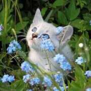 ヒメ日記 2025/05/03 06:46 投稿 寺島まひる ABC 岩手ソープ