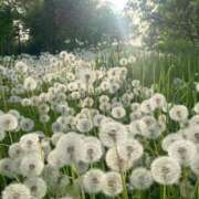 ヒメ日記 2025/05/05 07:01 投稿 寺島まひる ABC 岩手ソープ