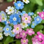 ヒメ日記 2025/05/22 06:46 投稿 寺島まひる ABC 岩手ソープ