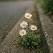 ヒメ日記 2025/06/30 07:31 投稿 寺島まひる ABC 岩手ソープ