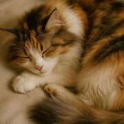 ヒメ日記 2025/08/13 02:46 投稿 寺島まひる ABC 岩手ソープ