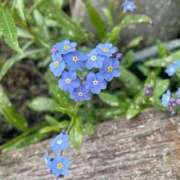 寺島まひる ? ABC 岩手ソープ