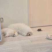 ヒメ日記 2025/02/22 02:31 投稿 しいな★SS級爆乳IカップJD Chloe五反田本店　S級素人清楚系デリヘル