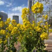 ヒメ日記 2025/05/23 21:38 投稿 こころ チュッパリップス横浜in綱島