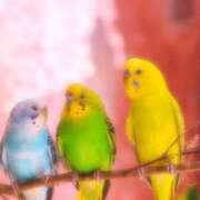 ヒメ日記 2024/12/18 01:22 投稿 みさき ギン妻パラダイス 十三店