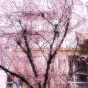 ヒメ日記 2025/03/24 12:10 投稿 みさき ギン妻パラダイス 十三店