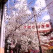 ヒメ日記 2025/03/29 11:58 投稿 みさき ギン妻パラダイス 十三店