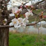 ヒメ日記 2025/04/01 13:23 投稿 さあや若奥 未熟な若奥