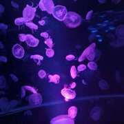 ヒメ日記 2025/06/19 14:03 投稿 さあや若奥 未熟な若奥