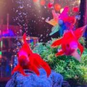 ヒメ日記 2025/08/23 13:16 投稿 まき 新潟市鳥屋野潟ちゃんこ