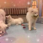 ヒメ日記 2025/03/19 16:23 投稿 ふぁい 池袋あられ