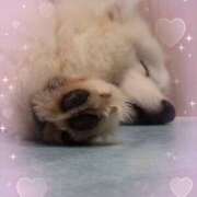 ヒメ日記 2025/06/02 13:21 投稿 ひまち 池袋あられ